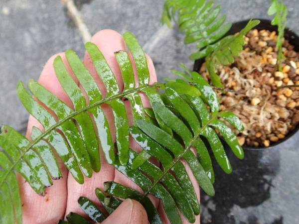 ▲▼　コスタリカのポリポディウム…シダ・原種など▲▼