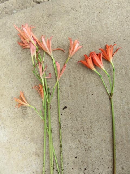 山野草　キツネのカミソリ　朱花　キツネのカミソリ　　５球 ②