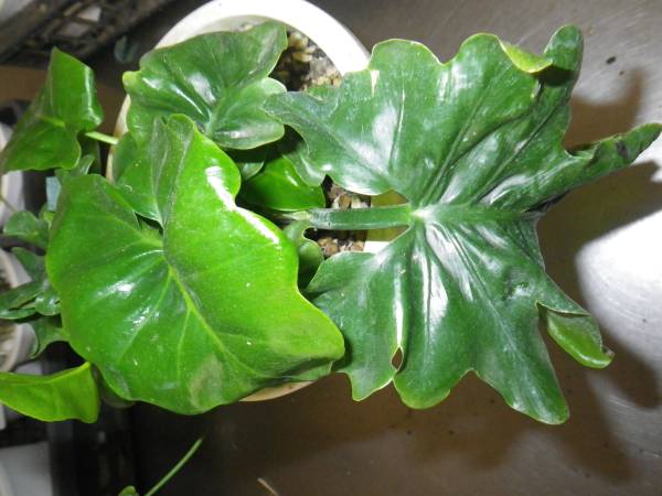 矮性変形葉　フィロデンドロン　セローム　そら植物園