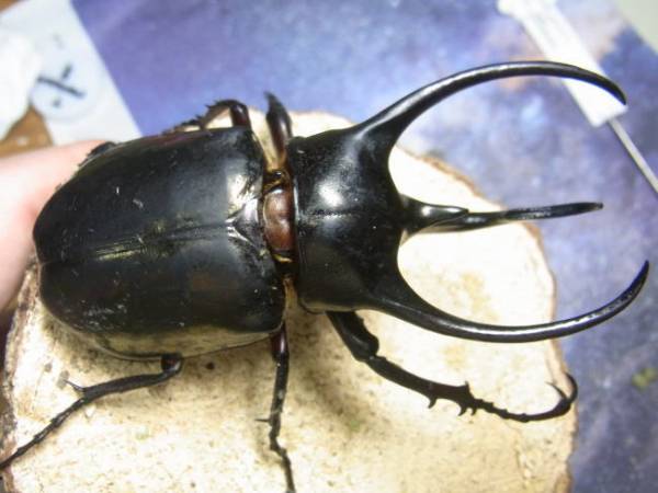 ≪≪　WILD ！ミンダナオアトラス　９８ミリ 成虫ペア　2　≫≫