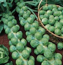 同梱60円割引 芽キャベツ ブリュッセルスプラウト 30粒 野菜 売買されたオークション情報 Yahooの商品情報をアーカイブ公開 オークファン Aucfan Com