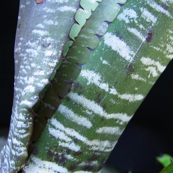 ■晩夏ブロメ祭■エクメア・ヌディカウリス”ラファ”■
