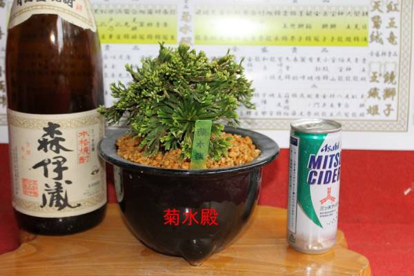 いわひば、巻柏、イワマツ、岩松、山野草、菊水殿