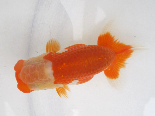 ★らんちゅう壱番★ 当歳　8.5cm　動画あり　[109]