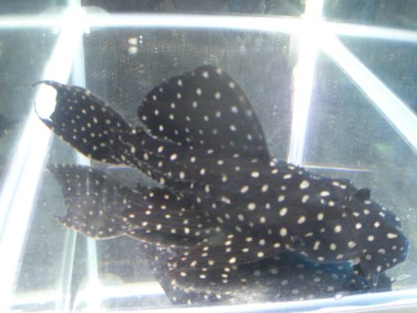 キングオブギャラクシートリム　20ｃｍくらい　