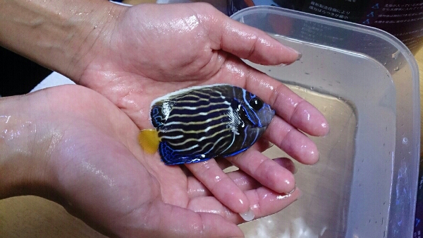海水魚タテジマキンチャクダイ激レアミニ