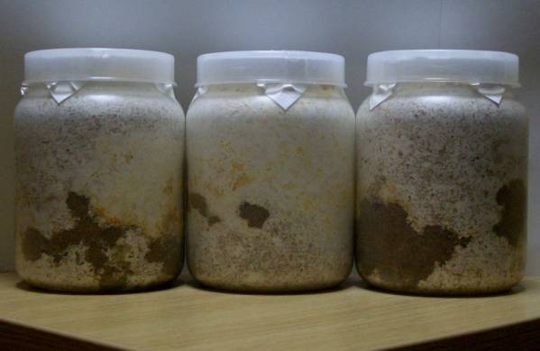 能勢♂８７．４ミリ×ＹＧ早期♀５２．１ミリビン入り６頭訳有。