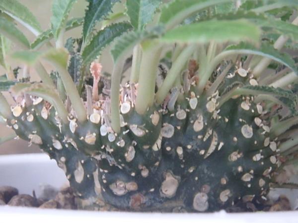 KN　軸が帯化する　ドルステニア！