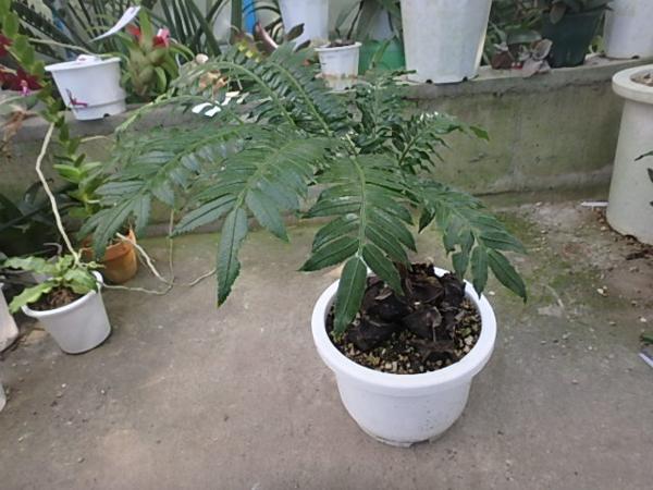 KN　奄美大島産　リュウビンタイ