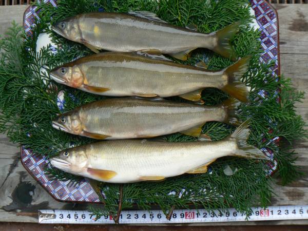 ★天然の鮎☆子持ち鮎も有ります★日本三大急流の球磨川産★増可