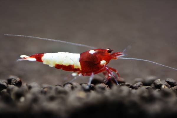 感謝セール ■□Aquarium BB□■ Astrid純血 極上赤 PINTO BEE