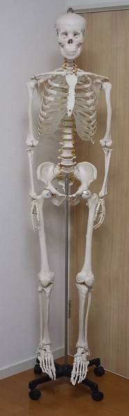 骨格模型　脊柱　骨盤　スタンド付き　カイロ　整体 人体骨格模型 等身大 166cm 整体 整骨 カイロプラクティック 店舗用品