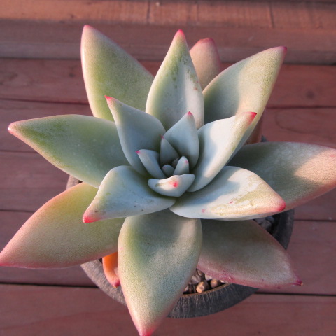 多肉植物　エケベリア・コロラータ(長葉タイプ）