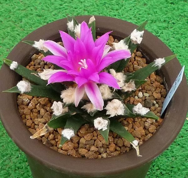 多肉植物 ハオルチア ブラックダイヤモンド×紫特良ピグマエア 大きさ6cm