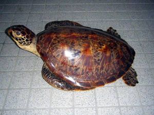 亀 剥製のYahoo!オークション(旧ヤフオク!)の相場・価格を見る｜Yahoo