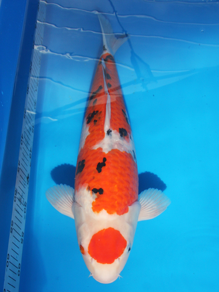 丸点三色、53センチ、26年産、1月11日21時30分終了