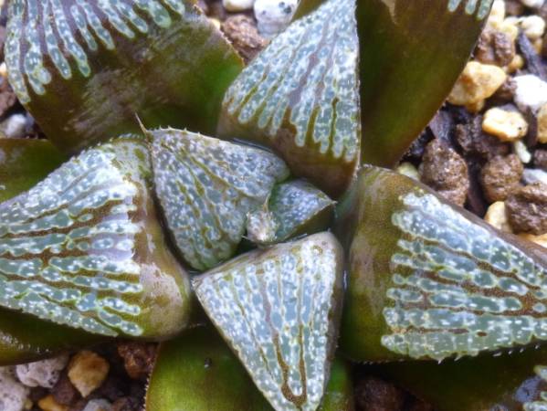 ◆ハオルチア　'ブラック　レイン'◆サボテン・多肉・観葉