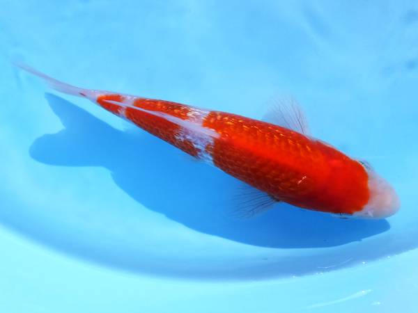 ●並木養魚場作【　特選!!　銀鱗紅白　】１６㎝前後●SC 動画