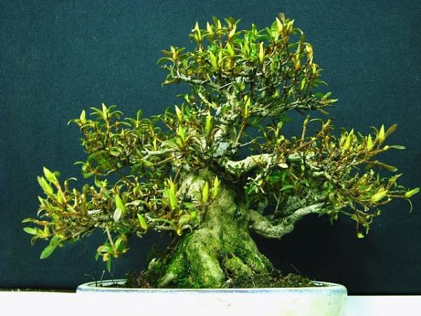 皐月。日光。樹高およそ１５センチほどです。小品盆栽。