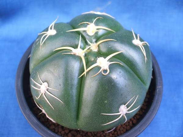 サボテン3 ペンタゴナ錦 - サボテン 新天地錦 3.5号 プラ鉢 観葉植物