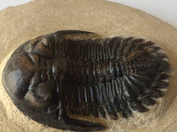 三葉虫 化石 fossil ボリビア産 レア Fossil管理⑤ 三葉虫 化石 fossil