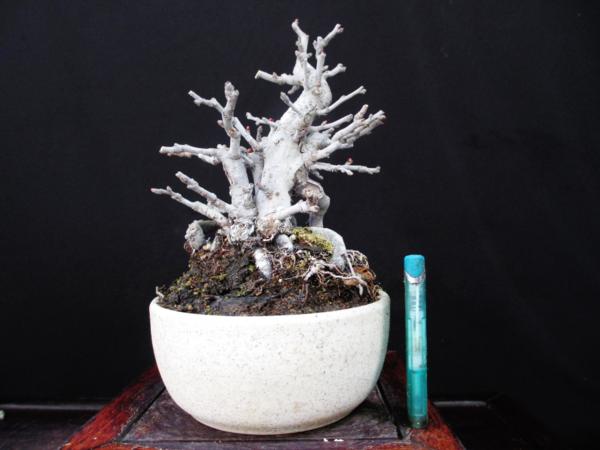 福助　長寿梅　樹高１７㎝　株立ち　小品　素材　９Ｂ１４１６５