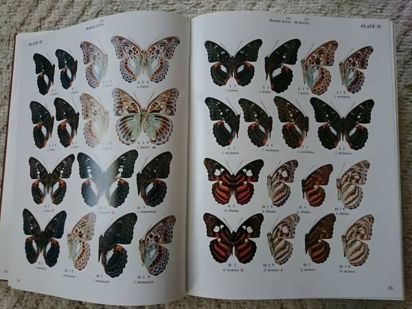 図鑑 東南アジア島嶼の蝶 第5巻 タテハチョウ編（下） 中古品