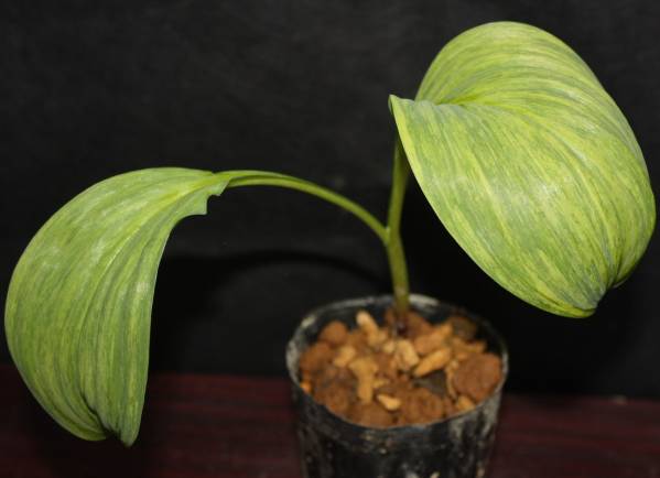 山野草★ギョウジャニンニク丸葉★斑入り★散斑