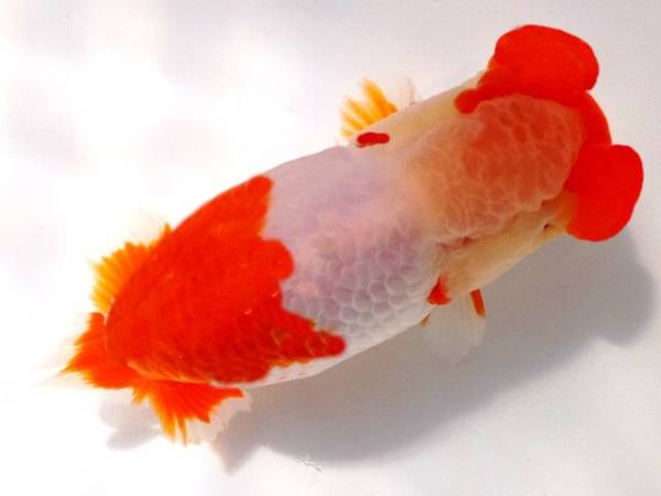 ★水戸Ｏ氏系統魚★新仔２０匹★種・研究会用含む★５