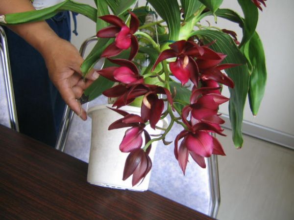 洋蘭 Cycds.Wine Delight'J，E，M'FCC/AOS