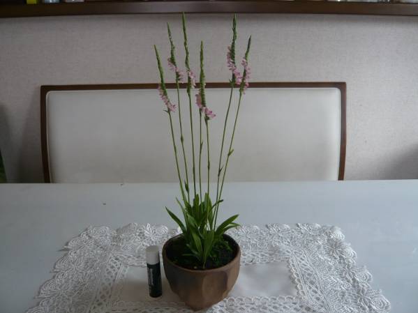 ★ハンドメイド　樹脂粘土　山野草～ネジバナ～★