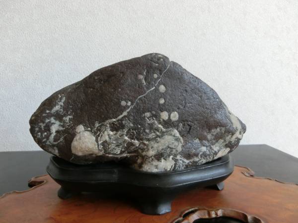 水石、、日高、静内川石、、、梅林石 （銘、お花見、 超珍品） 梅花石
