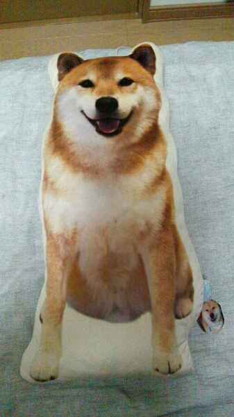 数２!! 非売品!! 柴犬まる じゃまかわいいクッション!!
