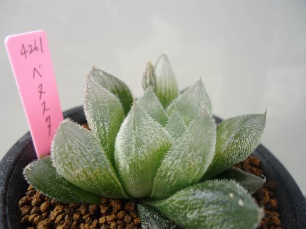 多肉植物＊ハオルチア＊ベヌスタ＊４２６１