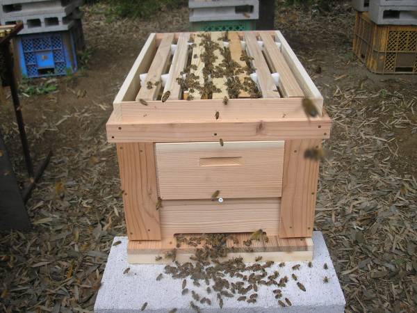 ◎◇☆西洋蜜蜂 ミツバチ 3枚群 ＋4 新女王 40新品箱