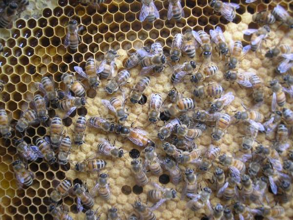 ◎◇☆西洋蜜蜂 ミツバチ 3枚群 ＋4 新女王 40新品箱