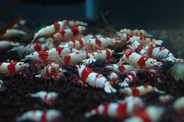 ～Bee Garage～　 レッドビーシュリンプ　限定10匹 ラスト　②