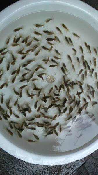 土佐錦魚 金魚 土佐金 土佐 ☆土佐錦 当歳☆ 選別漏れ ☆20匹☆ | 土佐 