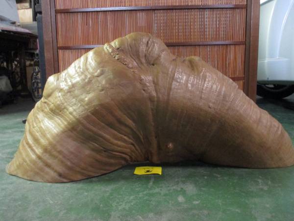 欅製 ケヤキ飾り床飾り 天然木 巻本 茶席飾り 格安ご提供