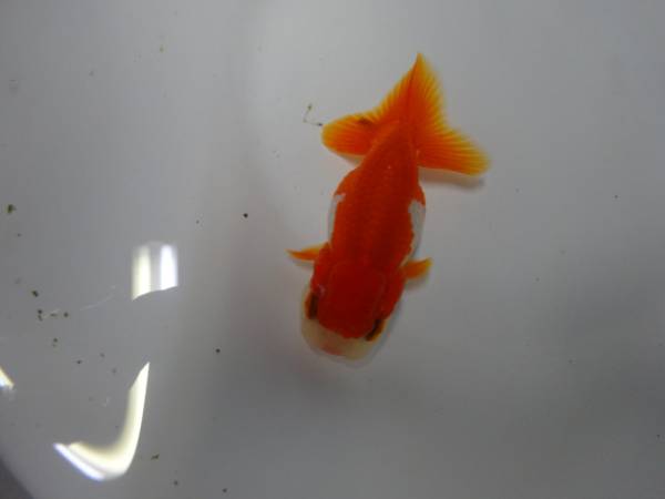 宇野系らんちゅう２歳魚・上物更紗・７．５センチ