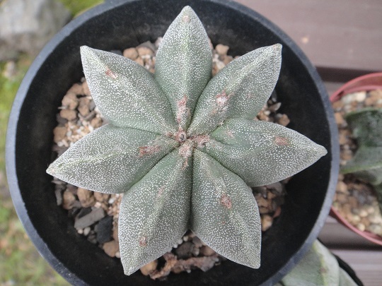 ７稜ヘキラン　６稜ヘキラン