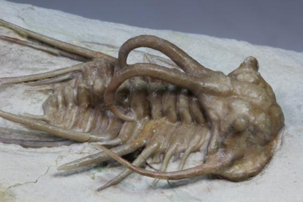 MF 化石 三葉虫 超レア! 高品位! オクラホマ産 ディクラヌルス!!