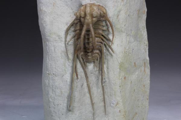 MF 化石 三葉虫 超レア! 高品位! オクラホマ産 ディクラヌルス!!