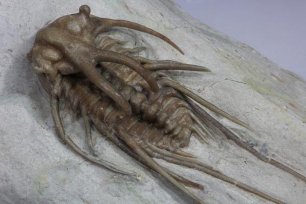 MF 化石 三葉虫 超レア! 高品位! オクラホマ産 ディクラヌルス!!