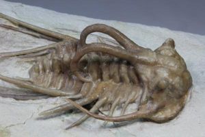 MF 化石 三葉虫 超レア! 高品位! オクラホマ産 ディクラヌルス!!