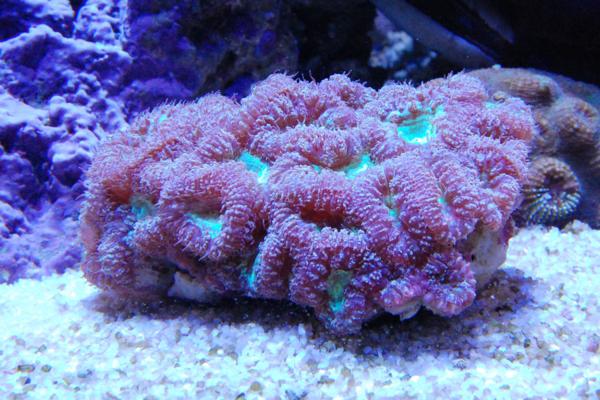 【1円スタートサンゴ】Aussie☆オオタバサンゴマッシュグリーン