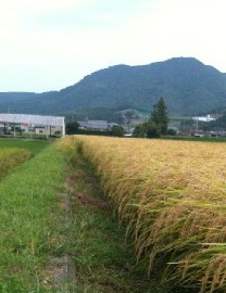 ２７年度　淡路島カルテックこしひかり玄米３０ｋｇ送料無料