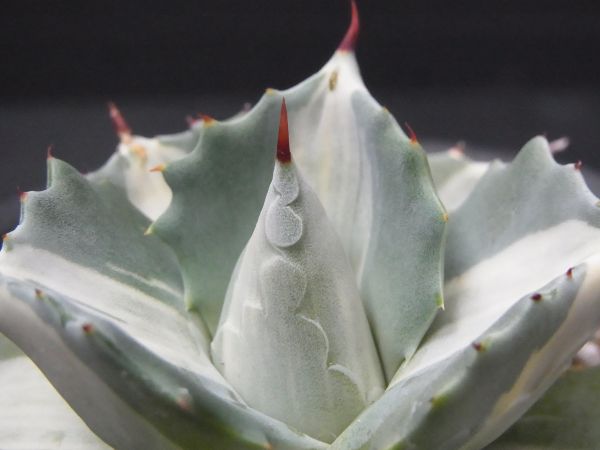 王妃雷神白中斑 王妃雷神錦 2番 多肉植物 アガベ 王妃雷神 白
