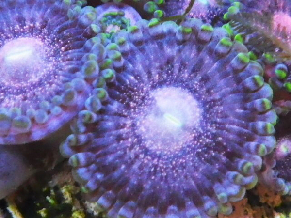 台湾産マメスナ【龍黒塔】