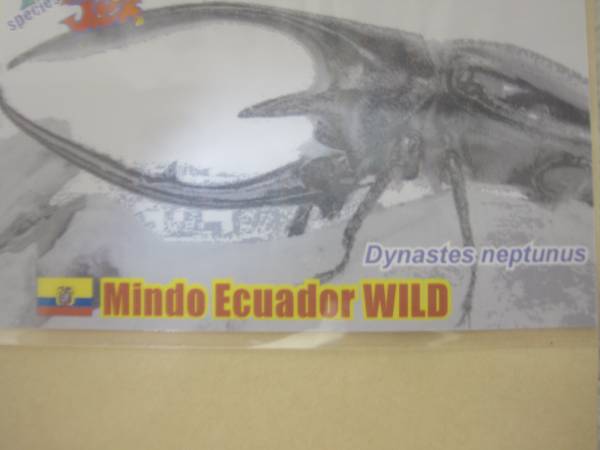 WF1　ネプチューン幼虫　3令ペア！！NO.3